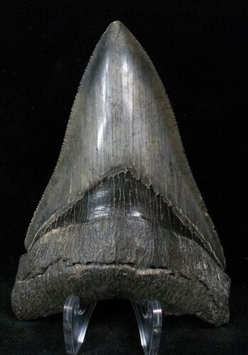 Razor Sharp Lower Megalodon Tooth #13030